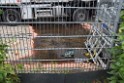 Hydraulikoel aus LKW ausgelaufen Koeln Kalk Dillenburgerstr P04